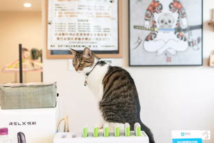 塔罗牌走丢的猫想对你说：神秘又可爱的塔罗牌走丢的猫想对你说