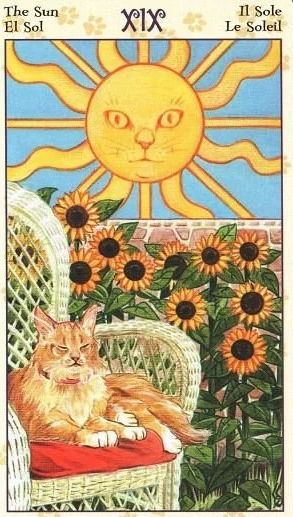 塔罗牌走丢的猫想对你说：神秘又可爱的塔罗牌走丢的猫想对你说