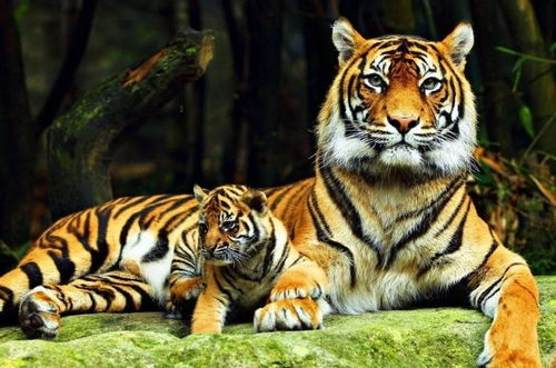 1986年虎38岁是分水岭:1986虎38岁,时代洪流中的中年突围与新生