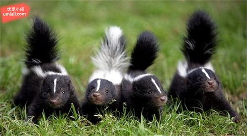 哪个星座脚最臭：十二星座足部健康指南，谁才是足坛臭鼬王？科学揭秘星座与足部异味的关系