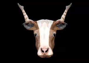 哪个星座脚最臭：十二星座足部健康指南，谁才是足坛臭鼬王？科学揭秘星座与足部异味的关系