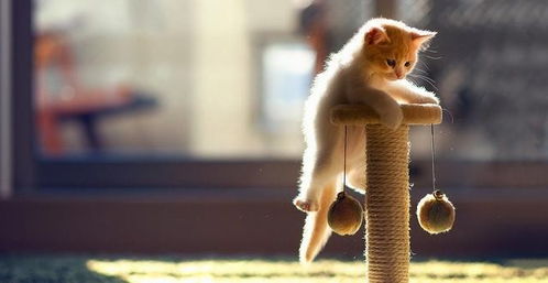 哪个星座脚最臭：十二星座足部健康指南，谁才是足坛臭鼬王？科学揭秘星座与足部异味的关系