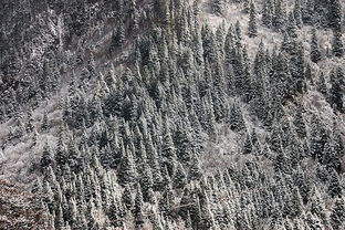 做梦梦见大雪纷飞：梦里雪