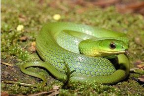 周公解梦梦见被蛇追赶是什么意思：周公解梦，梦见被蛇追赶，你的潜意识在告诉你什么？