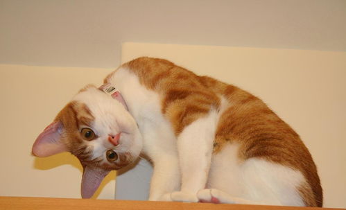 梦里梦见猫有什么预兆:梦里梦见猫,这些预兆你了解吗?