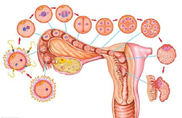 排卵障碍能自然受孕吗：排卵障碍能自然受孕吗？答案在这里！