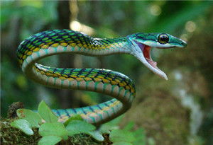 周公解梦梦见蛇是什么征兆:周公解梦梦见蛇,传统与现代的双重解析 周公解梦梦见蛇是什么征兆:周公解梦梦见蛇,传统与现代的双重解析