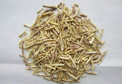 白茅根泡水喝的功效:白茅根泡水喝,这些功效你都知道吗? 白茅根泡水喝的功效:白茅根泡水喝,这些功效你都知道吗?