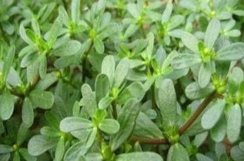 三种人不宜吃罗布麻:罗布麻虽好,这三类人群请慎用! 三种人不宜吃罗布麻:罗布麻虽好,这三类人群请慎用!