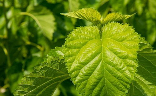 三种人不宜吃罗布麻:罗布麻虽好,这三类人群请慎用! 三种人不宜吃罗布麻:罗布麻虽好,这三类人群请慎用!