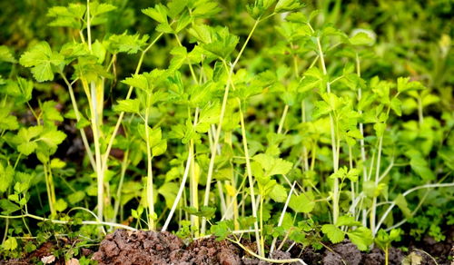 三种人不宜吃罗布麻:罗布麻虽好,这三类人群请慎用! 三种人不宜吃罗布麻:罗布麻虽好,这三类人群请慎用!