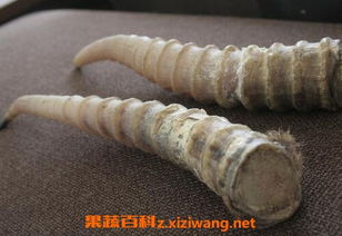 羚羊角多少钱1克最新价格：羚羊角价格最新行情，1克羚羊角多少钱？市场波动与购买指南