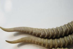 羚羊角多少钱1克最新价格：羚羊角价格最新行情，1克羚羊角多少钱？市场波动与购买指南