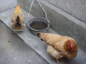 梦见抓鸡是什么意思：梦见抓鸡，解密梦境中的象征意义