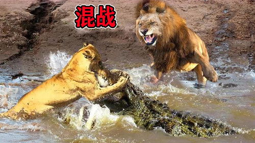 梦见被狮子追赶逃命有什么预兆：梦里被狮子追，预示着什么？解密梦境背后的神秘信号