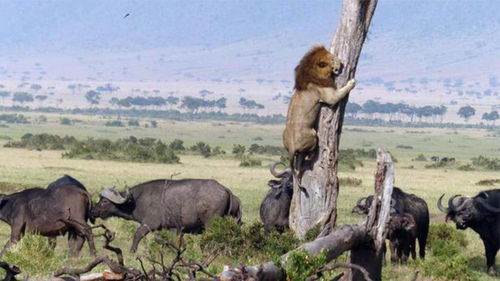 梦见被狮子追赶逃命有什么预兆：梦里被狮子追，预示着什么？解密梦境背后的神秘信号