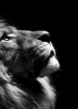 梦见被狮子追着咬是什么预兆:潜意识的警示,梦见被狮子追着咬是什么预兆? 梦见被狮子追着咬是什么预兆:潜意识的警示,梦见被狮子追着咬是什么预兆?