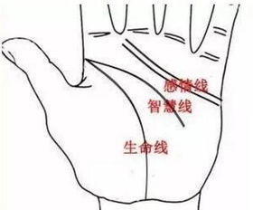 感情线能看出姻缘吗吗：解密，你的感情线真的能看出姻缘吗？