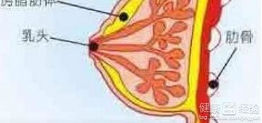 乳房全切术多久恢复期:了解乳房全切术后恢复期,时间、注意事项与康复建议 乳房全切术多久恢复期:了解乳房全切术后恢复期,时间、注意事项与康复建议