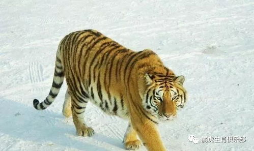 2025属虎结婚吉日怎么选:2025属虎结婚吉日怎么选?红鸾星动,天作之合! 2025属虎结婚吉日怎么选:2025属虎结婚吉日怎么选?红鸾星动,天作之合!