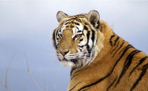 2025属虎结婚吉日怎么选:2025属虎结婚吉日怎么选?红鸾星动,天作之合! 2025属虎结婚吉日怎么选:2025属虎结婚吉日怎么选?红鸾星动,天作之合!