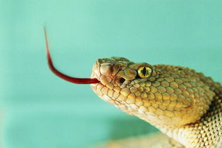 梦见蛇并打死了是什么预兆:梦蛇杀蛇,解密潜意识中的隐喻与警示 梦见蛇并打死了是什么预兆:梦蛇杀蛇,解密潜意识中的隐喻与警示