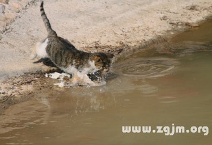 做梦梦见抓鱼是什么预兆:梦里抓鱼,好运还是小耗?解密梦境背后的玄机 做梦梦见抓鱼是什么预兆:梦里抓鱼,好运还是小耗?解密梦境背后的玄机