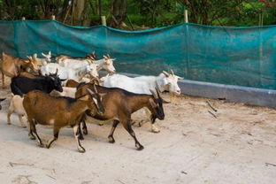 79年属羊2020年运势:79年属羊人2020年运势全解析,吉凶相宜,把握机遇迎福运 79年属羊2020年运势:79年属羊人2020年运势全解析,吉凶相宜,把握机遇迎福运