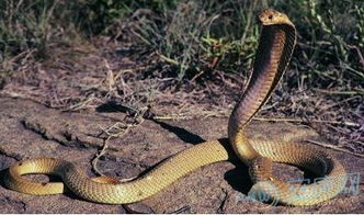 已婚女人梦见被蛇咬是什么意思:已婚女人梦见被蛇咬,解密梦境背后的心理暗示 已婚女人梦见被蛇咬是什么意思:已婚女人梦见被蛇咬,解密梦境背后的心理暗示