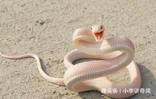 孕妇梦见黄蛇:孕妇梦见黄蛇,黄蛇缠绕,预示胎儿健康? 孕妇梦见黄蛇:孕妇梦见黄蛇,黄蛇缠绕,预示胎儿健康?