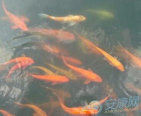 周公解梦梦见自己在水里:周公解梦,梦见自己在水里,是吉兆还是警示? 周公解梦梦见自己在水里:周公解梦,梦见自己在水里,是吉兆还是警示?