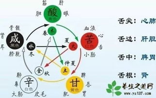 五行穿衣指南查询:五行穿衣指南查询,根据体质与季节选择健康穿搭的科学方法 五行穿衣指南查询:五行穿衣指南查询,根据体质与季节选择健康穿搭的科学方法