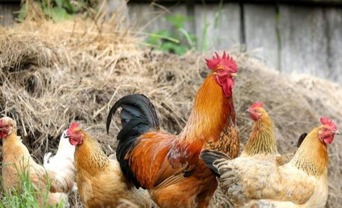 属鸡今日运势查询:属鸡人今日运势吉凶分明!事业爱情健康财运全解析,这份好运指南请收好 属鸡今日运势查询:属鸡人今日运势吉凶分明!事业爱情健康财运全解析,这份好运指南请收好