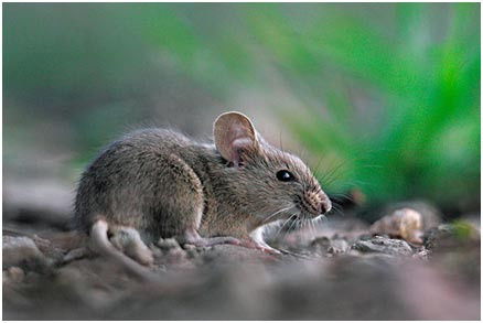 属鼠人在哪年有姻缘运势:属鼠人在哪年有姻缘运势?揭秘2025-2027年最佳脱单时机! 属鼠人在哪年有姻缘运势:属鼠人在哪年有姻缘运势?揭秘2025-2027年最佳脱单时机!