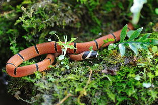 梦见蛇是咬自己什么预兆:梦里被蛇咬,是预示危险还是好运?解密蛇咬梦境背后的隐藏信息 梦见蛇是咬自己什么预兆:梦里被蛇咬,是预示危险还是好运?解密蛇咬梦境背后的隐藏信息