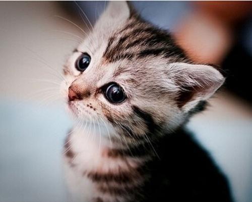 梦见小猫周公解梦原版:周公解梦原版,小猫的神秘启示 梦见小猫周公解梦原版:周公解梦原版,小猫的神秘启示