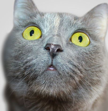 梦见小猫周公解梦原版:周公解梦原版,小猫的神秘启示 梦见小猫周公解梦原版:周公解梦原版,小猫的神秘启示