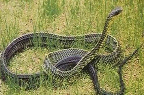 乌梢蛇图片:乌梢蛇图片大全,认识这种常见的无毒蛇类 乌梢蛇图片:乌梢蛇图片大全,认识这种常见的无毒蛇类