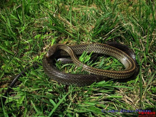 乌梢蛇图片:乌梢蛇图片大全,认识这种常见的无毒蛇类 乌梢蛇图片:乌梢蛇图片大全,认识这种常见的无毒蛇类