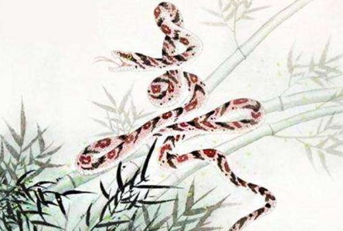 属蛇今年运势:2023属蛇人运势解析,吉凶参半,顺势而为的智慧之年