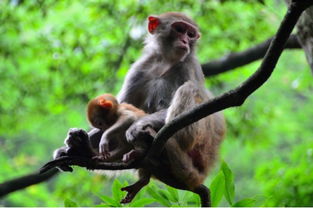 92年猴带什么增加姻缘:92年猴的黄金法则,带什么能快速增加姻缘桃花? 92年猴带什么增加姻缘:92年猴的黄金法则,带什么能快速增加姻缘桃花?