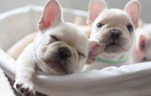 属猪男和女属狗的姻缘:属猪男与属狗女,天生一对,相濡以沫的姻缘 属猪男和女属狗的姻缘:属猪男与属狗女,天生一对,相濡以沫的姻缘