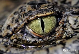 梦见蛇是啥意思:梦见蛇是啥意思?从心理学到文化解读,解密梦境中的潜意识信号 梦见蛇是啥意思:梦见蛇是啥意思?从心理学到文化解读,解密梦境中的潜意识信号