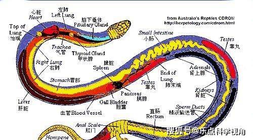 梦见蛇是啥意思:梦见蛇是啥意思?从心理学到文化解读,解密梦境中的潜意识信号 梦见蛇是啥意思:梦见蛇是啥意思?从心理学到文化解读,解密梦境中的潜意识信号