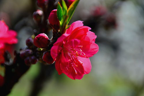旺桃花不旺姻缘的方法:旺桃花不旺姻缘的秘法,如何吸引异性却保持情感自由