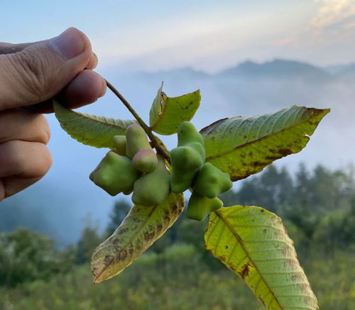 五倍子对性功能有效吗:五倍子对性功能有效吗?揭秘传统草药的真功效