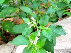 五倍子对性功能有效吗:五倍子对性功能有效吗?揭秘传统草药的真功效 五倍子对性功能有效吗:五倍子对性功能有效吗?揭秘传统草药的真功效