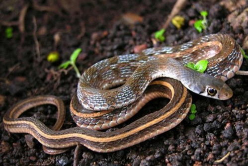 周公解梦梦见蛇缠脖子:周公解梦,梦见蛇缠脖子的象征与启示 周公解梦梦见蛇缠脖子:周公解梦,梦见蛇缠脖子的象征与启示