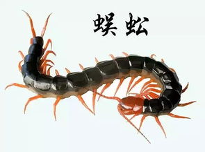 阴囊毛上怎么有小虫子:阴囊毛中的小虫子,真相竟然是这样! 阴囊毛上怎么有小虫子:阴囊毛中的小虫子,真相竟然是这样!