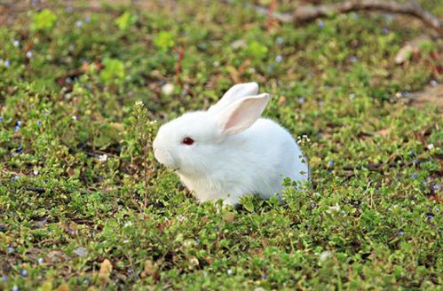 75年属兔47岁有一灾2022:75年出生属兔人,47岁在2022年需警惕的三大挑战与化解之道 75年属兔47岁有一灾2022:75年出生属兔人,47岁在2022年需警惕的三大挑战与化解之道